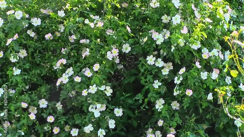 A stunning display of pink and white Dog Roses (Rosa canina) covering the foliage of an apple tree set by droppings from birds. The flowers are blowing in the breeze. photo