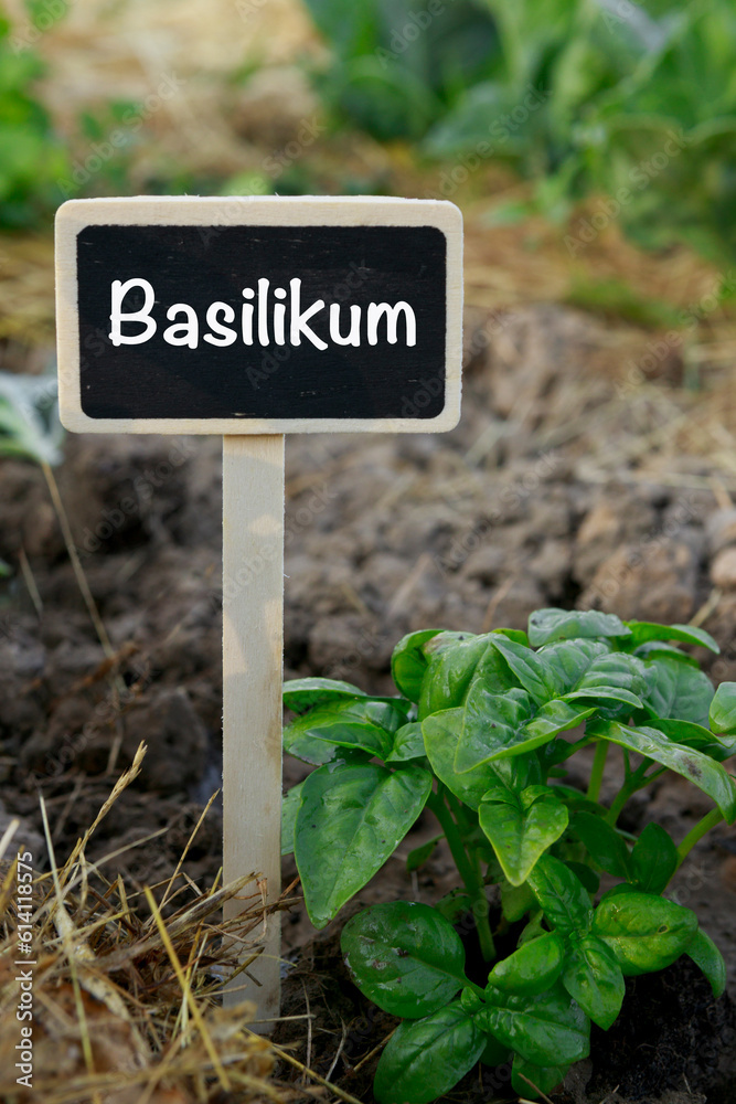 Schild mit der Aufschrift Basilikum im Gemüsebeet

