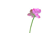 A Pink lotus flower PNG