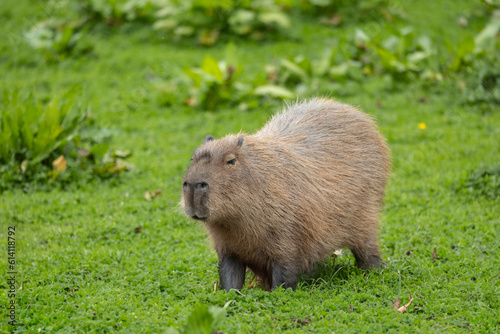 A Capabara, close relative to Guinea Pigs,