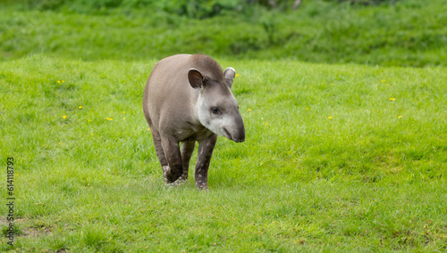 Close up of a South american tapir walking in grass