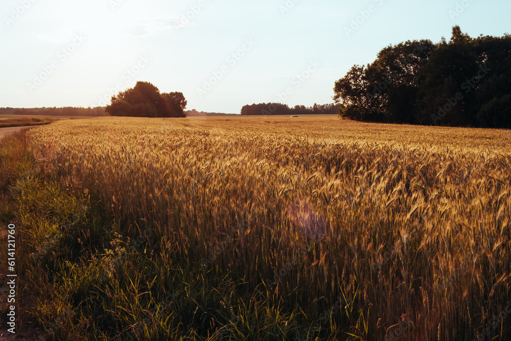 Countryside scene. The wheat field in sunset sunlight. Beautiful way landscape. Natural summer background. Bread growing concept. Beauty in nature. Sun flare. Nobody. Farmland panorama