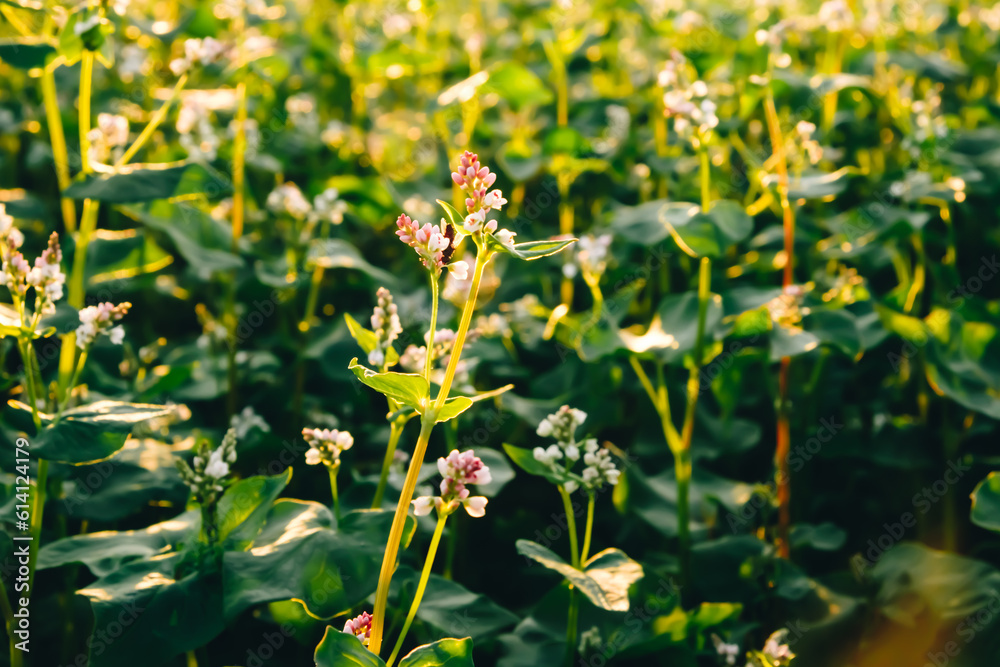 Close-up flowering buckwheat with white flowers in sunset light. Farm field. Agricultural plants cultivation. Farming concept. Organic eco friendly food growing. Harvest landscape. Agro business Close-up flowering buckwheat with white flowers in sunset light. Farm field. Agricultural plants cultivation. Farming concept. Organic eco friendly food growing. Harvest landscape. Agro business