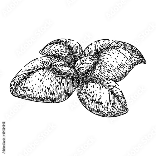 basil leaf herb fresh hand drawn. spice green, plant food, leaves vegetable, view salad, sweet italian basil leaf herb fresh vector sketch. isolated black illustration