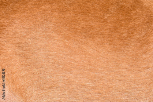 focus of brown dog hair , dog fur texture