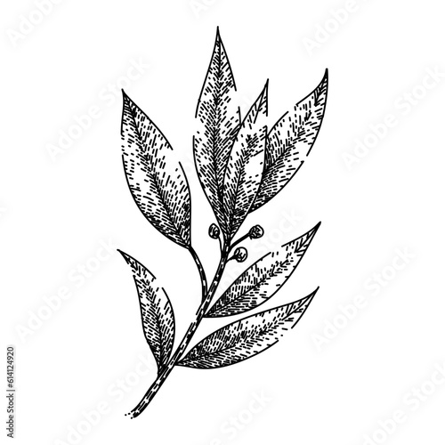 bay leaf herb hand drawn. laurel leaves, dry green, top fresh, tree cooking, plant sketch bay leaf herb vector sketch. isolated black illustration