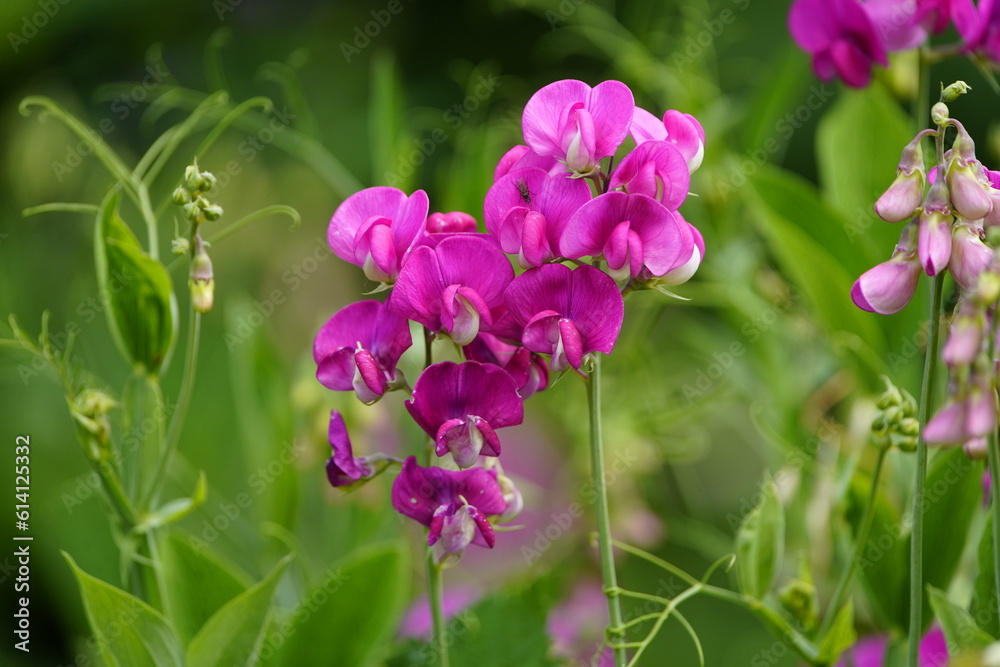 Vicia sepium or bush vetch is a species of flowering plant in the pea and bean family Fabaceae. Hanover, Germany.