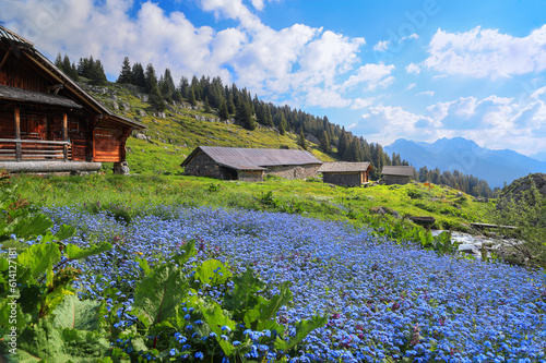 Lush flora diversity on the Alps mountain in summer with a large patch of forget-me-not blue flowers at the foreground - focus stacking for sharp foreground and background photo