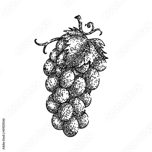 grape bunch green hand drawn. fruit vine, food wine, vine berry, red purple, leaf autumn grape bunch green vector sketch. isolated black illustration