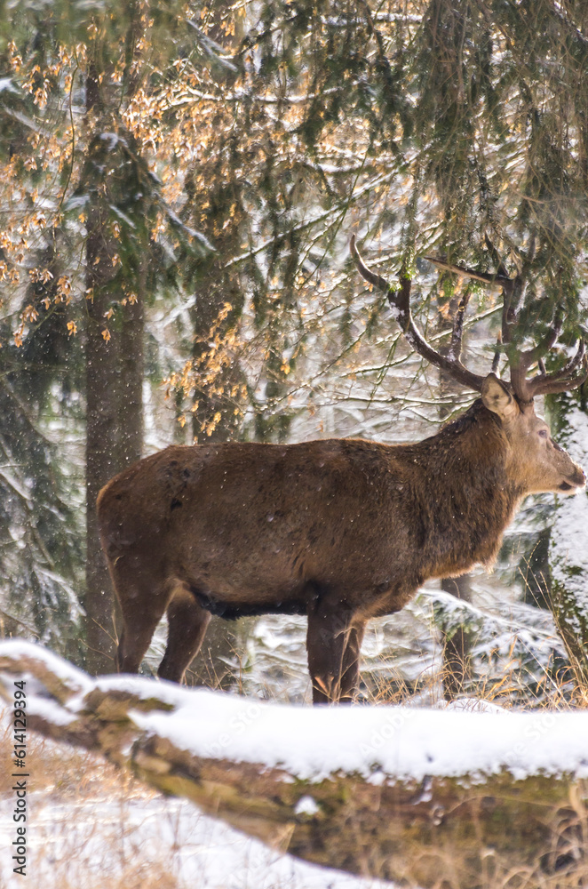 Fototapeta premium Male Red Deer
