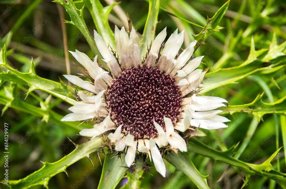 Silberdistel, Carlina acaulis Silberdistel, Carlina acaulis