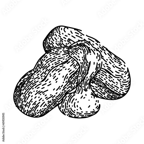 jojoba oil seed hand drawn. plant vector, illustration flower, sketch avocado, leaf top, bottle argan jojoba oil seed vector sketch. isolated black illustration