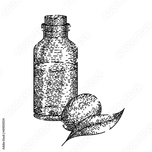 jojoba oil bottle hand drawn. plant seed, vector illustration, flower line, avocado leaf, top argan jojoba oil bottle vector sketch. isolated black illustration