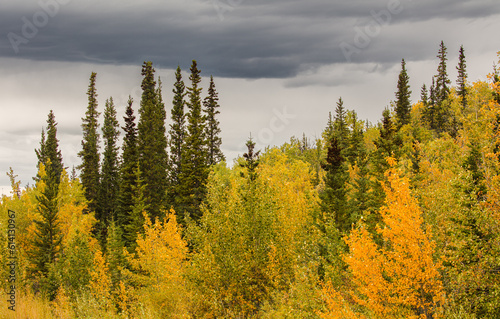 Boreal forest with spruce and birch trees in autumn colors