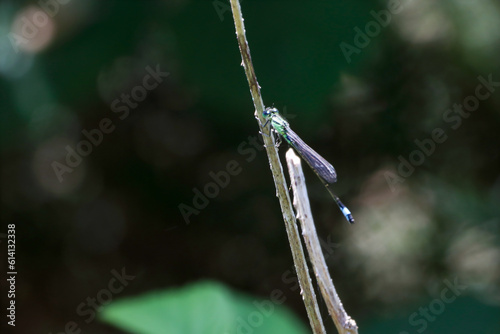 A beautiful closeup of an isolated Dragonfly photo