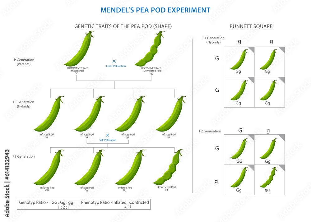 Mendel's pea pod experiment, Unveiling laws of genetic inheritance