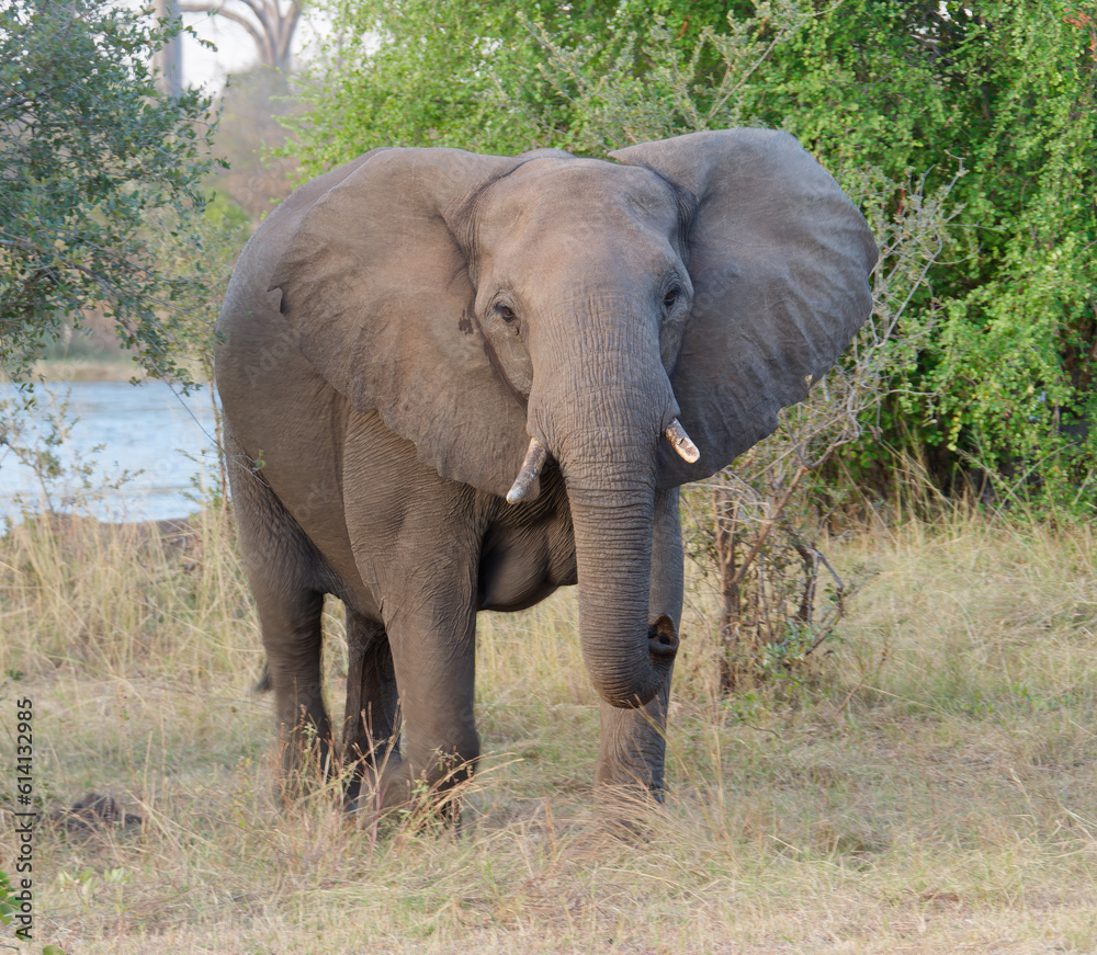 Close-up photo of an African elephant (Loxodonta) standing in front of the river and trees in Zambezi National Park, Zimbabwe Close-up photo of an African elephant (Loxodonta) standing in front of the river and trees in Zambezi National Park, Zimbabwe