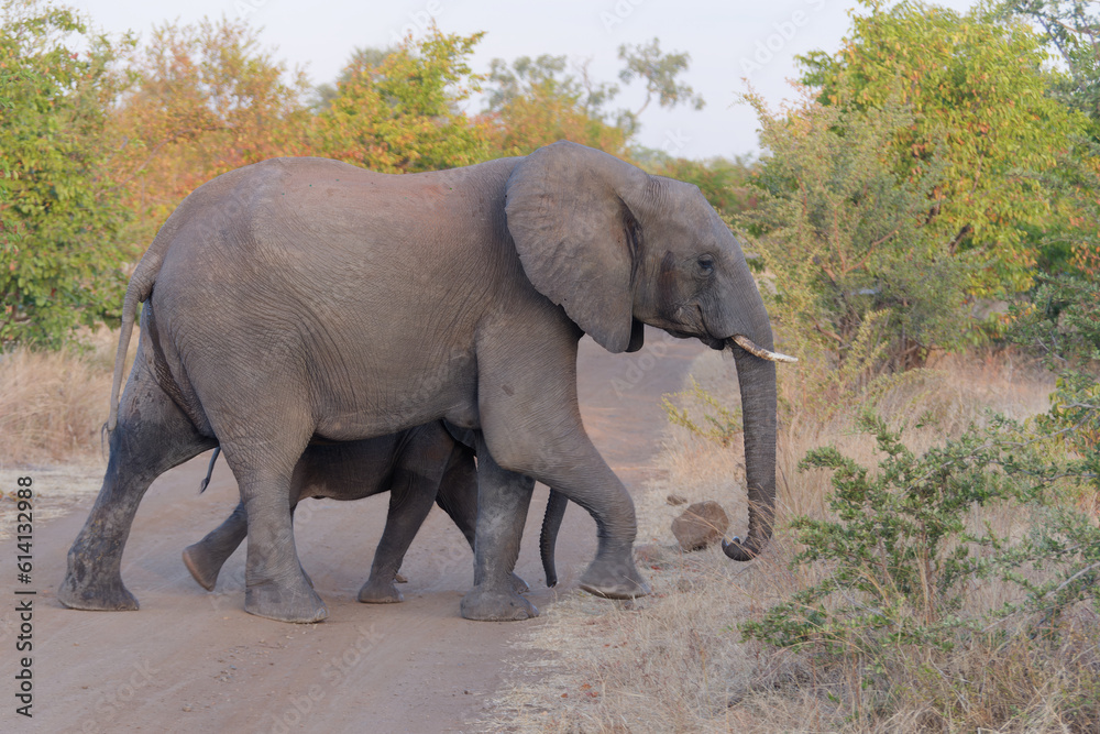 Mother and baby elephant walking across the path in Zambezi National Park, Zimbabwe Mother and baby elephant walking across the path in Zambezi National Park, Zimbabwe