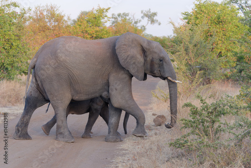 Mother and baby elephant walking across the path in Zambezi National Park  Zimbabwe