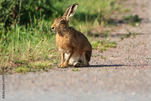 A beautiful animal portrait of a single Hare