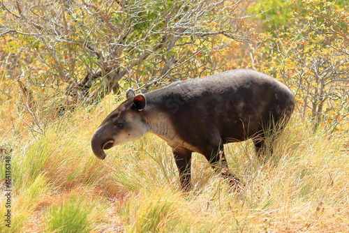 a baird's tapir in rincon de la vieja national park in costa rica, central america photo