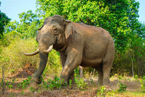 Asian wild elephant on the side of a forest road in Western Ghats photo
