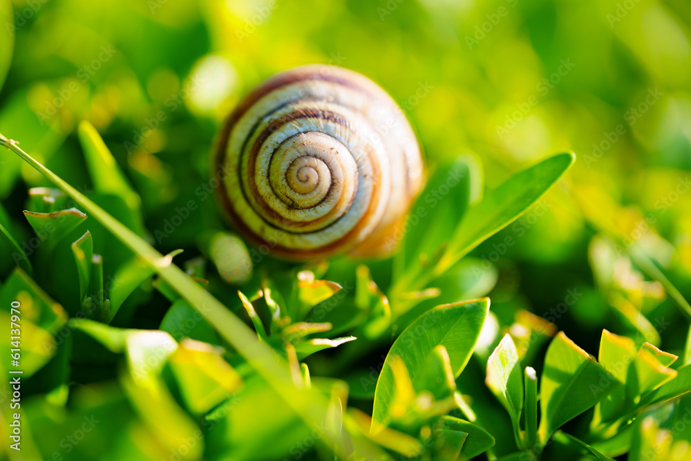 Grape snail on a juniper bush. A useful creation for the garden Grape snail on a juniper bush. A useful creation for the garden