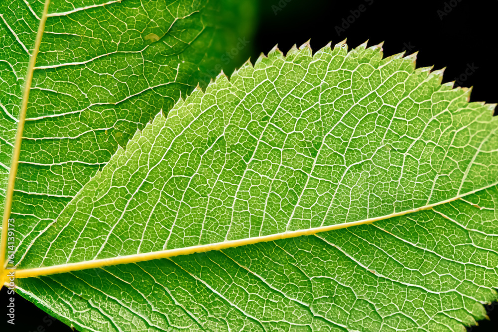 Beautiful Leaf Macro A Captivating CloseUp of Nature's Delicate Beauty Beautiful Leaf Macro A Captivating CloseUp of Nature's Delicate Beauty