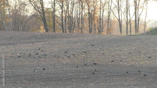 Wallpaper Mural A flock of Rooks, Corvus frugilegus on a brown field plowed in autumn on sunny weather. Rook birds are looking for food in the ground in a plowed field with sparkling feathers in sunlight on autumn. Torontodigital.ca