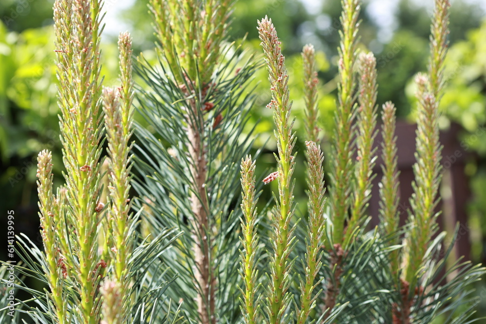 Garden plants. Nature and natural beauty.
Garden plants. Nature and natural beauty.