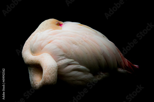 Flamant rose (portrait) - Le repli sur soi photo