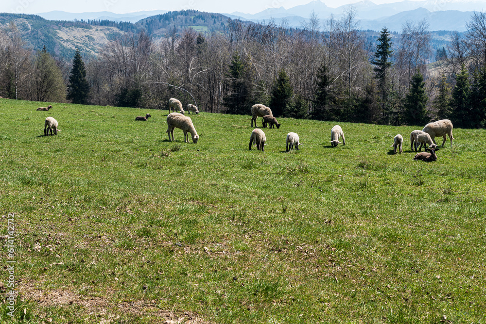 Feeding sheep on meadow in Javorniky mountains in Slovakia Feeding sheep on meadow in Javorniky mountains in Slovakia
