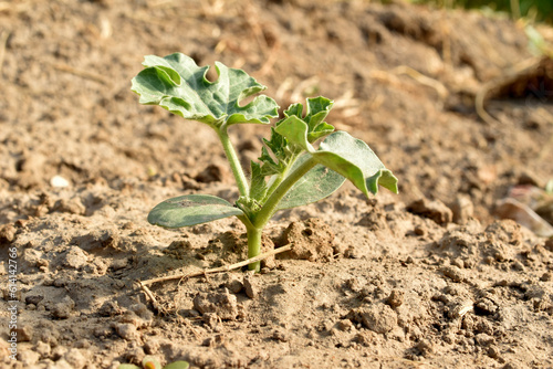 The first shoots of watermelon plants that have broken through the soil in the garden.