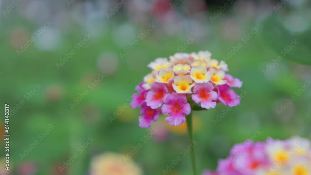 風に揺れるランタナの花 風に揺れるランタナの花
