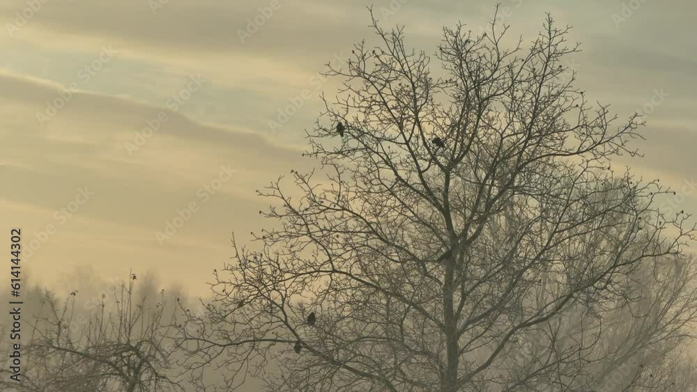 Birds rooks sitting on tree branches and flying on a frosty misty morning with beige sky background. Misty natural view with dark trees,with black birds and cloudy sky on a frosty winter morning. Birds rooks sitting on tree branches and flying on a frosty misty morning with beige sky background. Misty natural view with dark trees,with black birds and cloudy sky on a frosty winter morning.