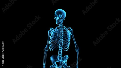 Rotating human skeleton. Medium shot. Holographic skeleton image. Repeatable 3D rendered video.