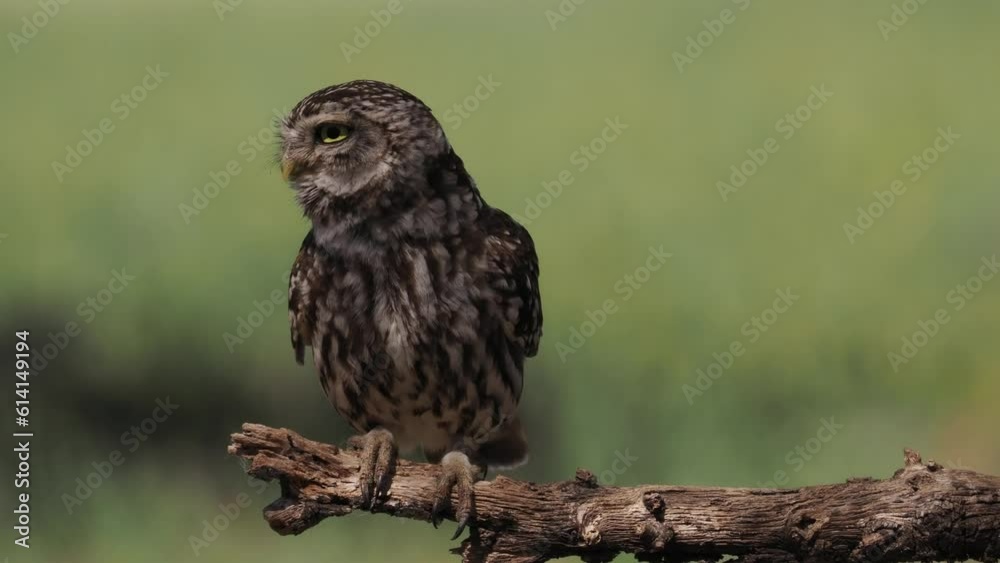 singing Little owl (Athene noctua), on the branch, isolated on blurred background singing Little owl (Athene noctua), on the branch, isolated on blurred background