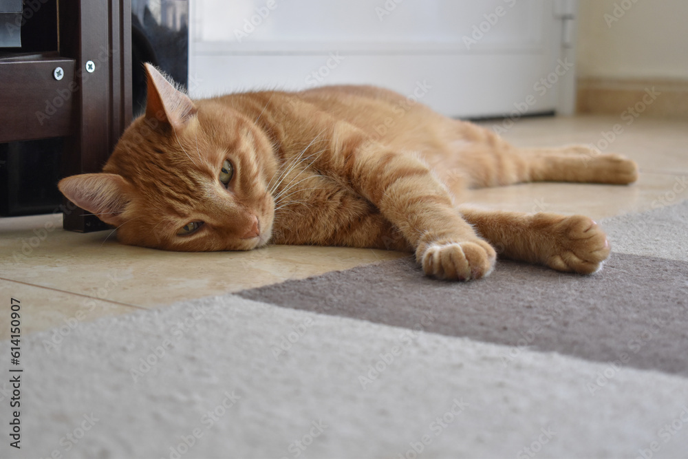 Ginger cat lying down on the floor beside the rug at home.  Happy tabby cat relaxing in a house.  The concept of how to stop cat scratching the rug or carpet and how to remove pet hair. 