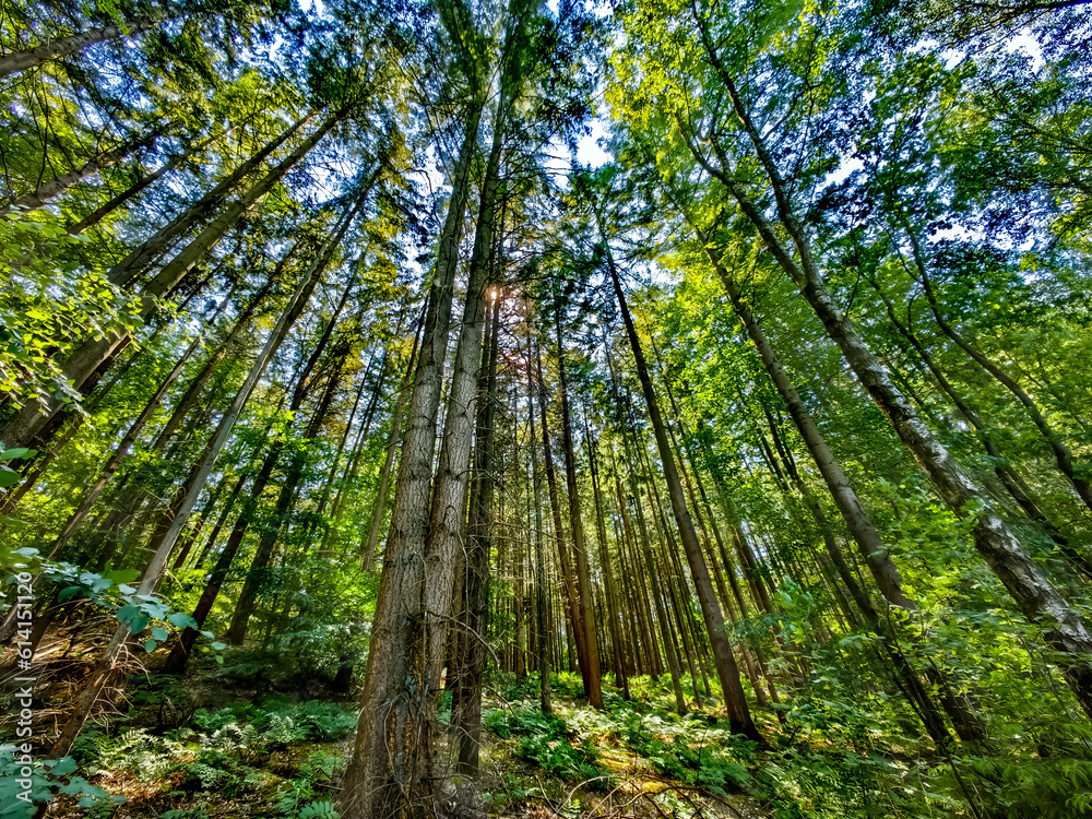 Fototapeta premium forest in the morning