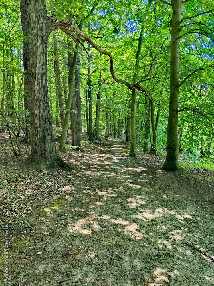 Obraz premium path in the forest