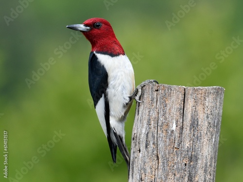 Red headed woodpecker clutching tree with talons photo