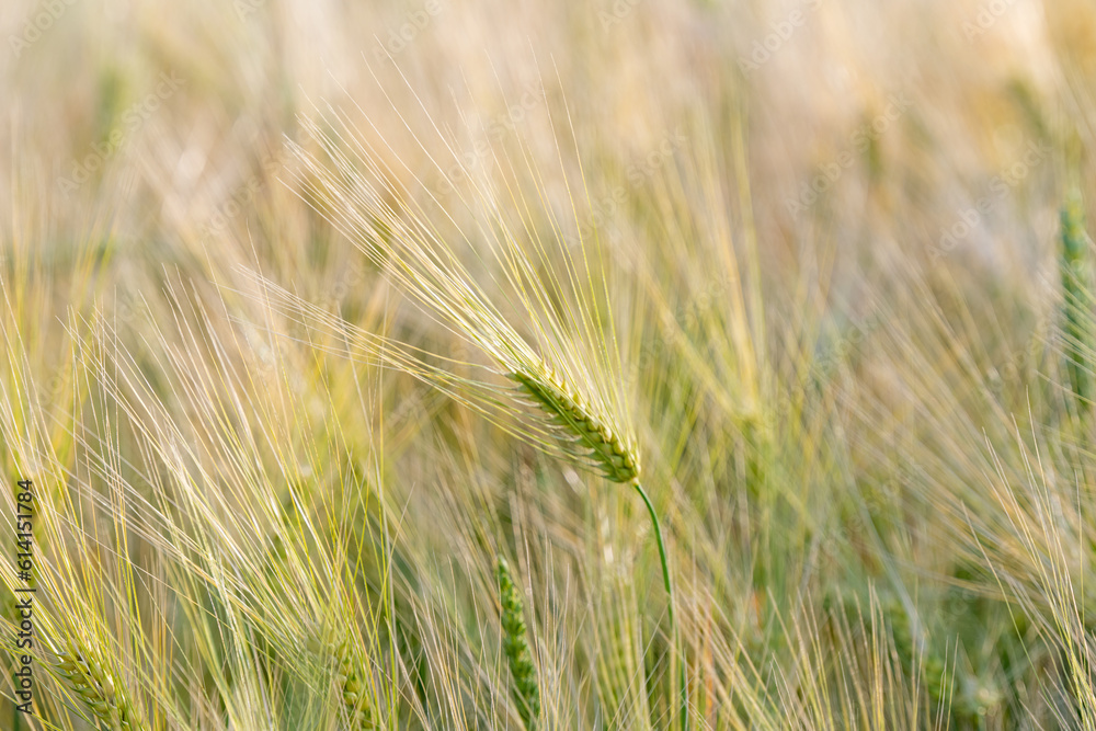 wheat in the field on a sunny day wheat in the field on a sunny day