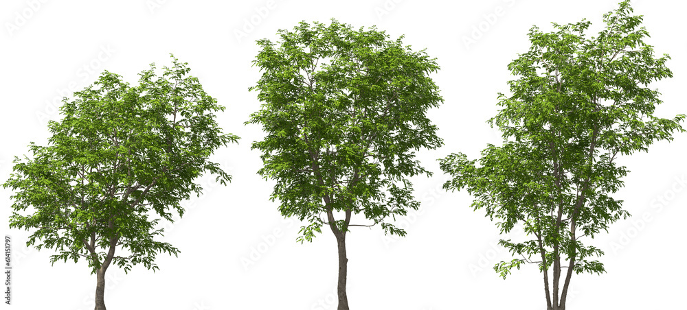 julian hackberry tree plants hq arch viz cutout julian hackberry tree plants hq arch viz cutout