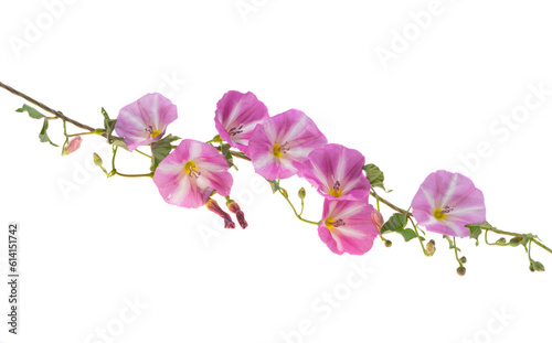 pink bindweed isolated