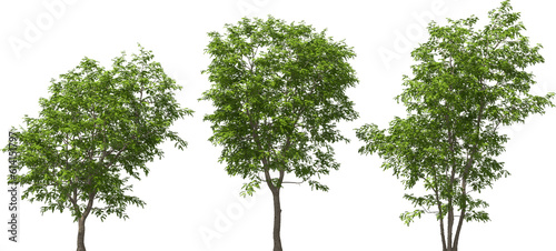 julian hackberry tree plants hq arch viz cutout