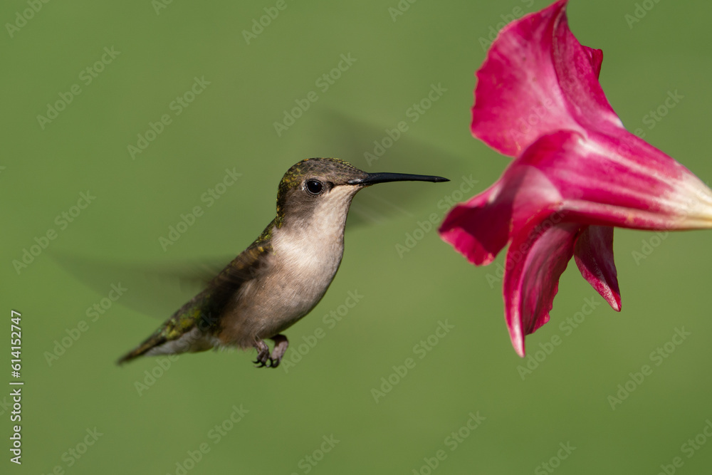 Fototapeta premium Ruby-throated Hummingbird showing Wing Motion (Female)