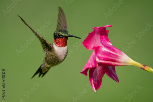 Ruby-throated Hummingbird (Male) with a Mandevilla Flower