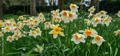 Daffodils with yellow centres in a woodland garden 