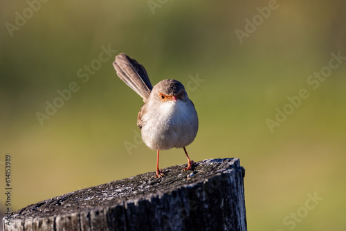 A close up photo of a variegated fairy-wren female bird standing on a log photo
