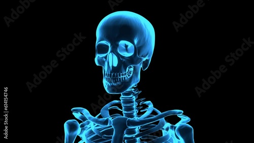 Rotating human skeleton. Medium close up shot. Holographic skeleton image. Repeatable 3D rendered video.